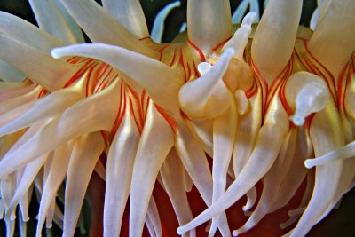1429.28   Fish-eating anemone, Mozino Point