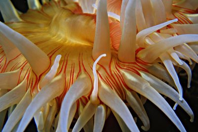 C254  Fish-eating anemone, Mozino Point