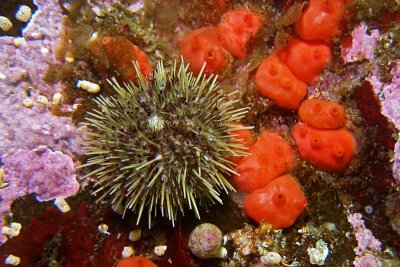 C277   Green sea urchin and broadbase tunicates, Mozino Point