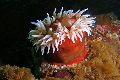 1430.1   Fish-eating anemone, Ratfish Point