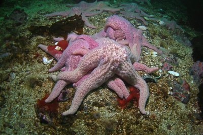 C253   Giant pink stars, Ratfish Point