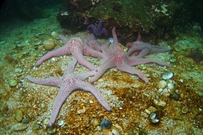 1430.48   Giant pink stars, Ratfish Point