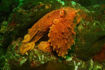 1432.9   Giant Pacific octopus, Mozino Point