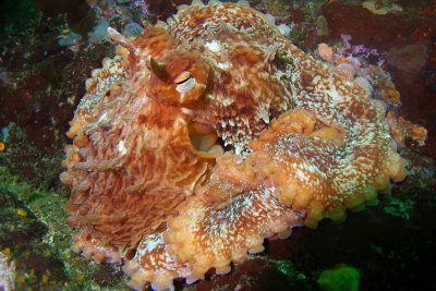 1432.28   Giant Pacific octopus, Mozino Point