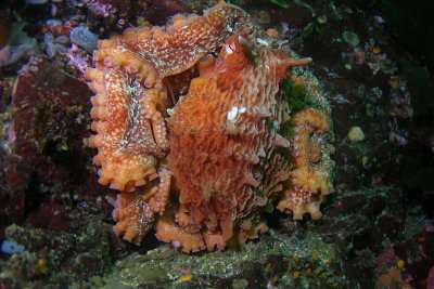 1432.35   Giant Pacific octopus, Mozino Point