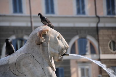 102 ROME, Piazza del Popolo, lion fountain
