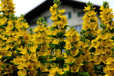 168 MURREN