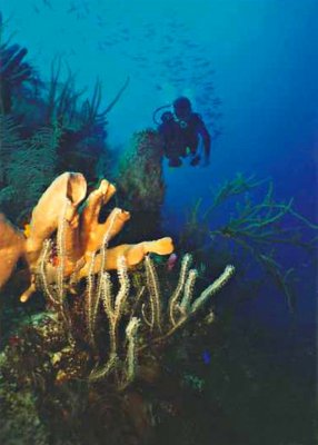 952.27   Diver on reef, Turneffe Atoll, Belize