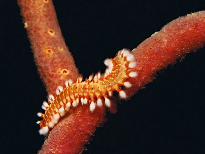 793.08 Bristle worm, Cuba