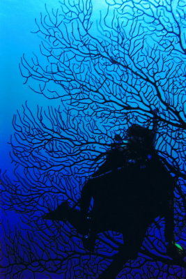 943.03   Diver behind gorgonian coral sea fan, Turneffe Atoll, Belize