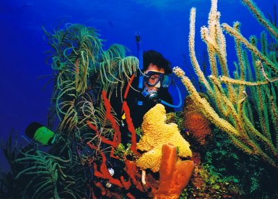 951.19   Diver in corals and sponges, Turneffe Atoll, Belize