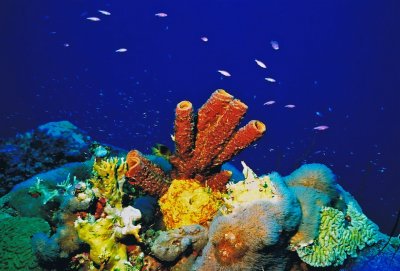 1263.18   Coral reef, Bonaire