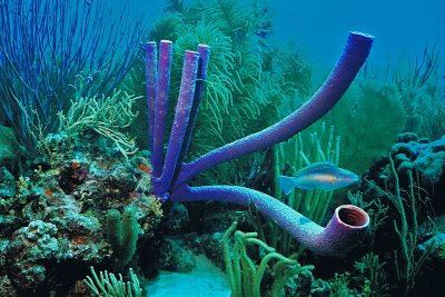 1264.7   Purple tube sponge, Bonaire
