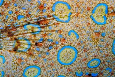 1266.14 Peacock flounder skin, detail, Bonaire