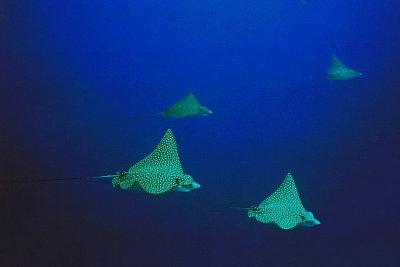 1270.20   Spotted eagle rays, Bonaire