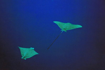 1270.23   Spotted eagle rays, Bonaire