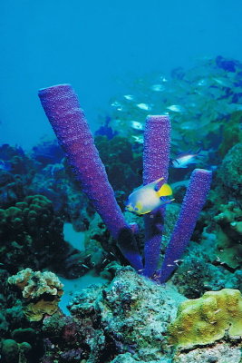 1272.27   Purple tube sponge and angel fish, Bonaire