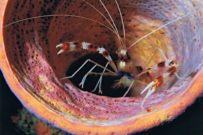 1278.21   Banded coral shrimp in sponge, Bonaire
