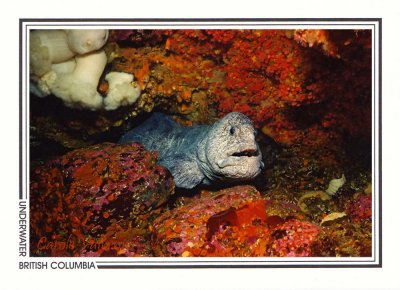 075   Wolf-eel (Anarrhichthys ocellatus), Grouse Island, Campbell River area