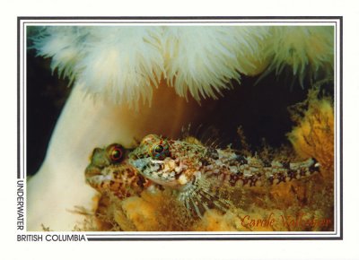 134 Tidepool sculpins (Oligocottus maculosis), Dodd Narrows, Southern Gulf Islands