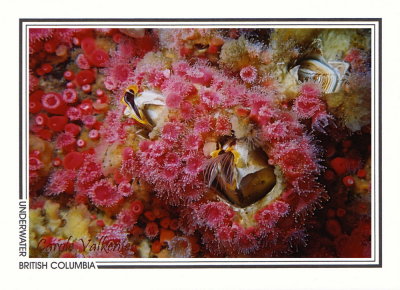 137 Giant acorn barnacles (Balanus nubilus) and strawberry anemones (Corynactis californica), Quadra Island