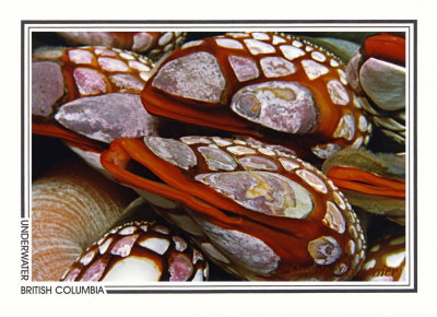 060 Gooseneck barnacles (Pollicipes polymerus), Nakwakto Rapids, Slingsby Channel