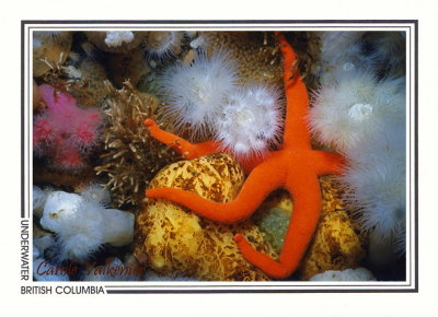 041 Blood star on sponge (Henricia leviuscula), Browning Wall, Queen Charlotte Strait