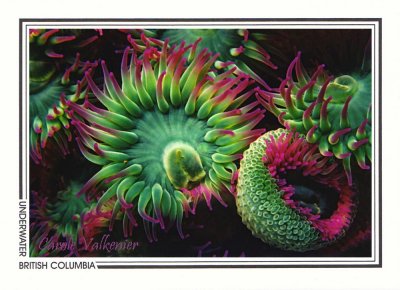 148 Pink-tipped surf anemones (Anthopleura elegantissima), Dodd Narrows, Southern Gulf Islands