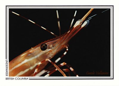 069 Two-spotted prawn (Pandalus platyceros), Telegraph Cove Bay