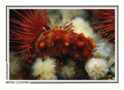 055 California sea cucumber (Parastichopus californicus), Seven-Tree Island, Queen Charlotte Strait