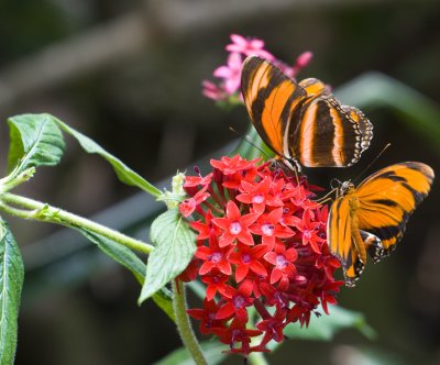 _MG_5556.jpg