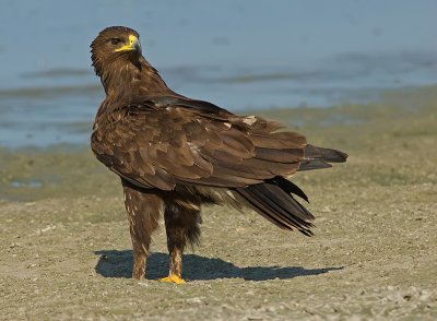 Spotted Eagle.