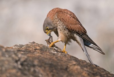 Common Kestrel.