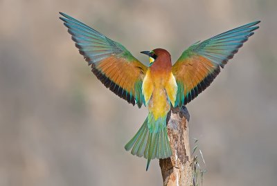 Bee-eater.
