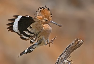 Hoopoe. (Israel's national bird.)