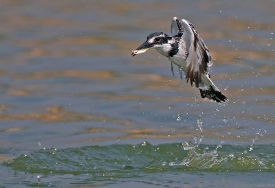 Pied Kingfisher.