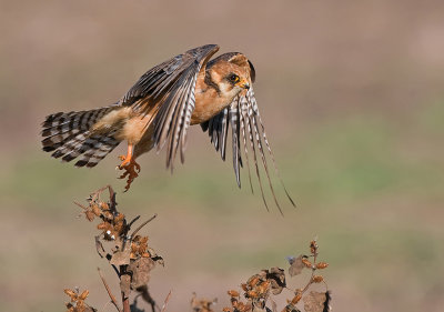 Red-Footed Falcon - (Female)