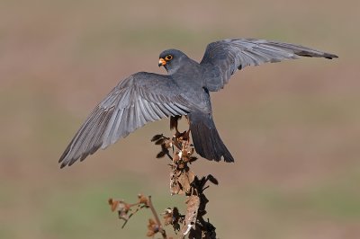 Red-Footed Falcon. (Male)
