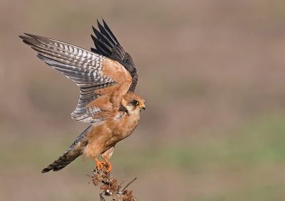 Red-Footed Falcon - (Female)