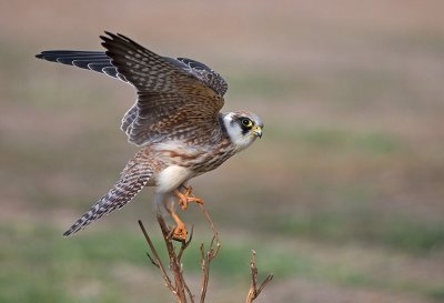 Red-Footed Falcon. (Young)