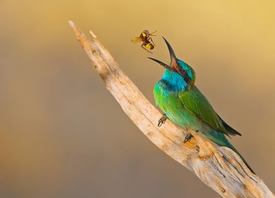 Little Green Bee-eater.