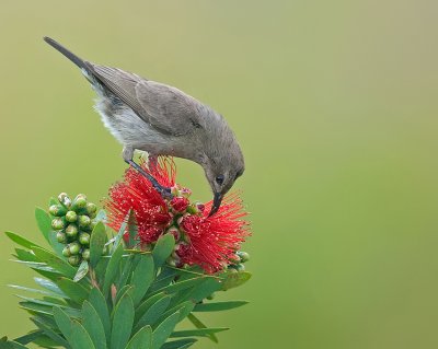 Palestine Sunbird. (Female)