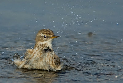 Water Pipit.
