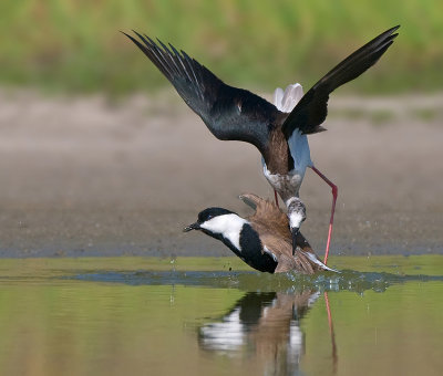 Black-winged stilt Attack Spur-winged Lapwing.
