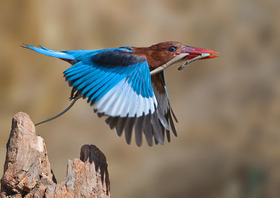 Flying snake ...