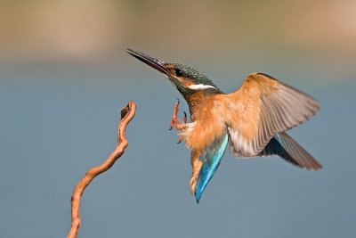 Kingfisher. (female)