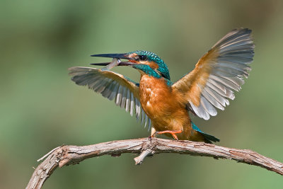 Kingfisher. (female)
