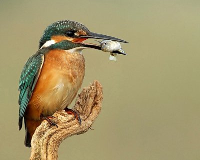 Kingfisher.