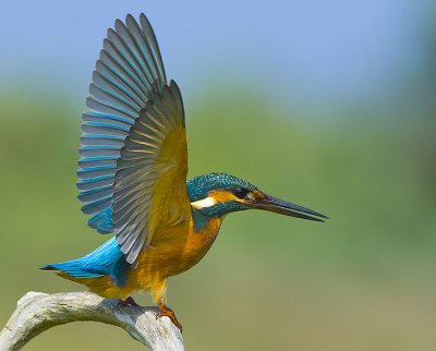 Kingfisher.