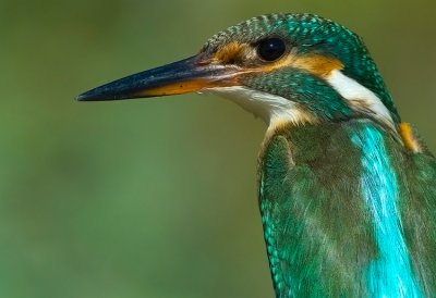 Kingfisher. (female)